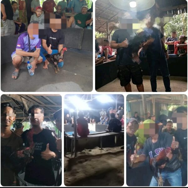 Sabung Ayam Merajalela di Pasar 2 Sei Mencirim, Polsek Kutalimbaru Dianggap Tutup Mata