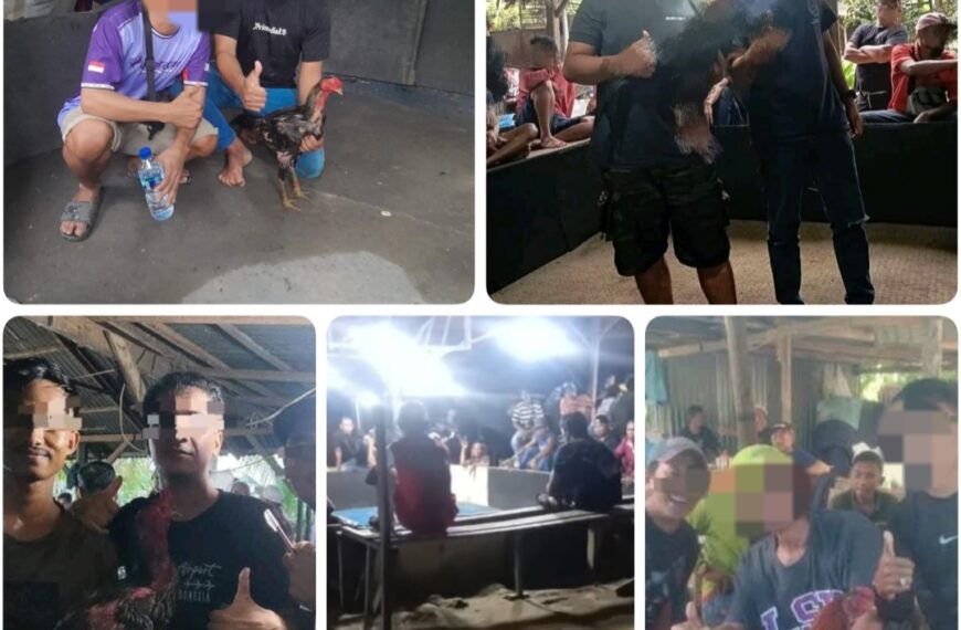 Sabung Ayam Merajalela di Pasar 2 Sei Mencirim, Polsek Kutalimbaru Dianggap Tutup Mata