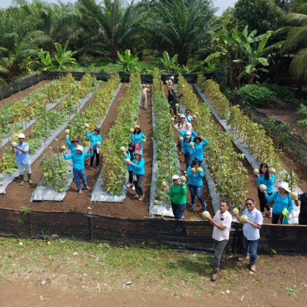Panen Perdana Melon dan Kangkung, PT Socfindo Bangun Bandar Dorong Pemanfaatan Pekarangan Produktif