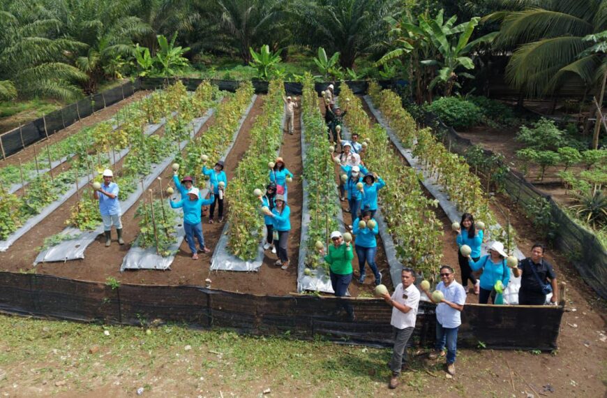 Panen Perdana Melon dan Kangkung, PT Socfindo Bangun Bandar Dorong Pemanfaatan Pekarangan Produktif